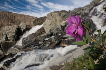 Fireweed and Waterfall, Disko Bay, Greenland