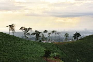 landscape with trees and cloud