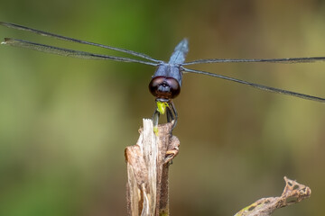 A male slaty skimmer (Libellula incesta) eating a green insect.