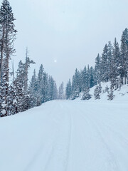 snow covered trees in the mountains
