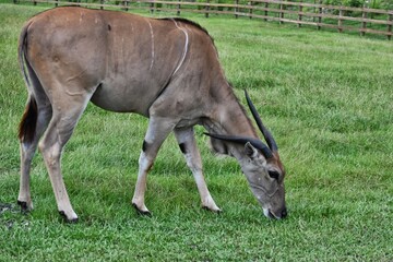 Eland with Horns Grazing in Fenced Field