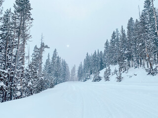 winter landscape with trees