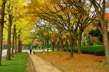Fototapeta premium 紅葉に染まる、秋の大仙公園