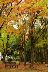 Fototapeta na wymiar 紅葉に染まる、秋の大仙公園