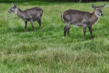 Naklejka na ściany i meble Two Kudu Facing Opposite Directions in Grassy Field