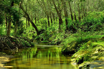 Fototapeta na wymiar river in the rubber forest at Lampung Sumatera Indonesia