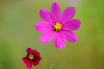 Obraz premium コスモス畑、花のアップ