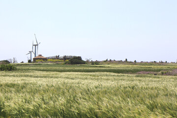 Fototapeta na wymiar Green barley field in jeju island