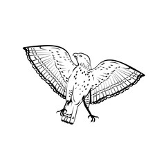 Broad-Winged Hawk Flying Front View Retro Woodcut Black and White Style