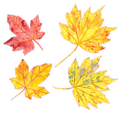set of autumn watercolor maple leaves on a white background