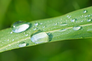 草の葉についた朝露