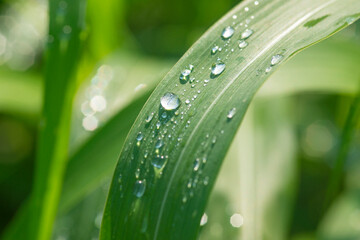 草の葉についた朝露