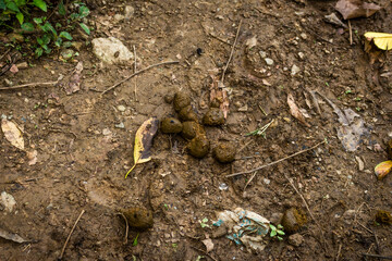 Close-up of fresh horse manure