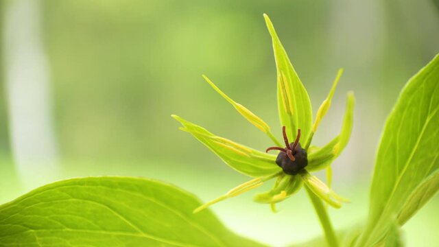 Closer look of the bdding flower of the herb-paris plant