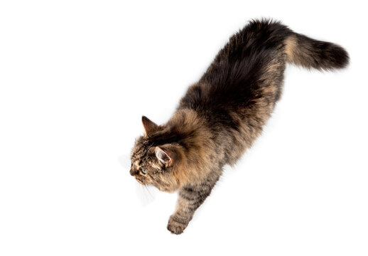 Top view of a cat walking relaxed from right to left. Full body of long hair female tabby senior cat (14 years) with one paw to the front. Isolated on white.