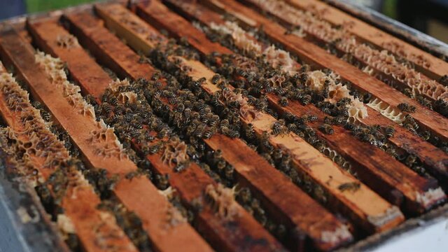 Close-up of beekeeper smoking a beehive honeycomb with fumigating smoke to place the frames. Fumigation. Beekeeping process.