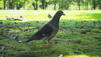 公園の鳩