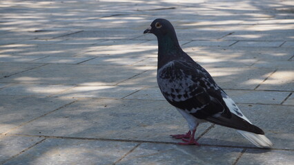 公園の鳩