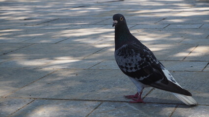 公園の鳩