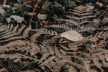 Faded aged fern leaves in the forest. Autumn nature seasonal background.