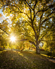 Fototapeta na wymiar Sun shining through autumn tree colours