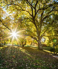 Sun shining through autumn tree foliage