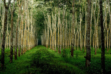 green forest in spring