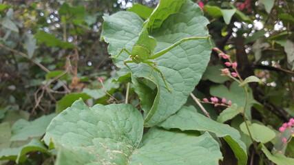 green insect