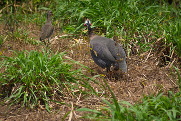 Southern lapwing bird (Vanellus chilensis)