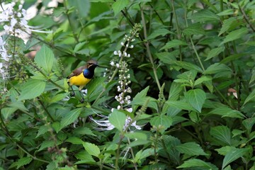 The olive-backed sunbird (Cinnyris jugularis), also known as the yellow-bellied sunbird, is a species of sunbird found from Southern Asia to Australia.