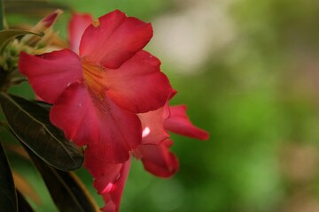 Red Adenium Flower. Adenium obesum is grown as a houseplant in temperate regions.  Adeniums are appreciated for their colorful flowers, but also for their unusual, thick caudices.