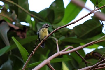 The olive-backed sunbird (Cinnyris jugularis), also known as the yellow-bellied sunbird, is a species of sunbird found from Southern Asia to Australia.