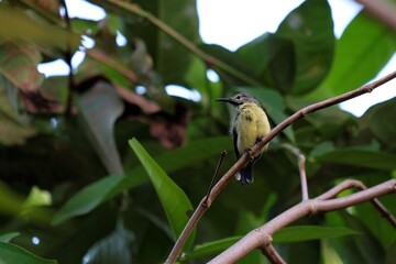 The olive-backed sunbird (Cinnyris jugularis), also known as the yellow-bellied sunbird, is a species of sunbird found from Southern Asia to Australia.