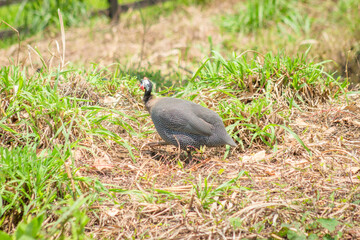 Southern lapwing bird (Vanellus chilensis)