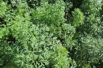 Green carrot grass growing in the garden