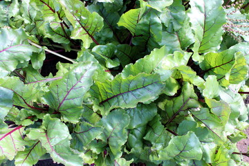 Beet leaves grow in the open air