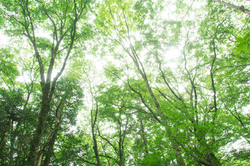 森の木々　愛知県豊田市　稲武地区　日本