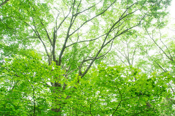 森の木々　愛知県豊田市　稲武地区　日本