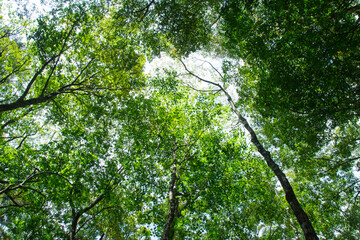 Obraz premium 森の木々 愛知県豊田市 稲武地区 日本