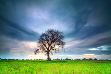 Obraz premium The silhouette of ancient Syzygium cumini tree on rice fields with a beautiful sunset background in the countryside of Vietnam