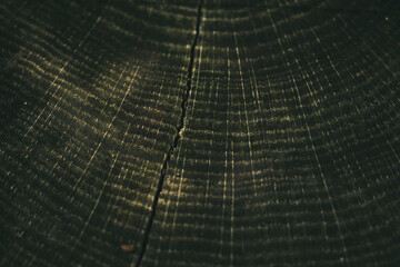 Tree Rings