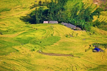 Terrace rice field and mountain view, Sapa, Vietnam Vietnam landscapes.