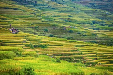 Fototapeta premium Terrace rice field and mountain view, Sapa, Vietnam Vietnam landscapes.