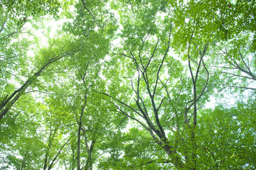 森の木々　愛知県豊田市　稲武地区　日本