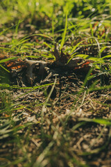 rays on grass