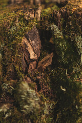 Fototapeta premium moss on tree