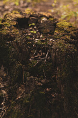 moss on the stump