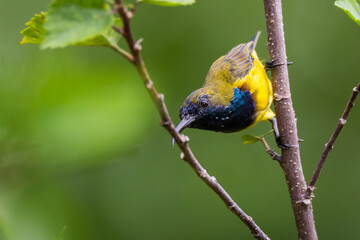 Olive-backed sunbird in nature