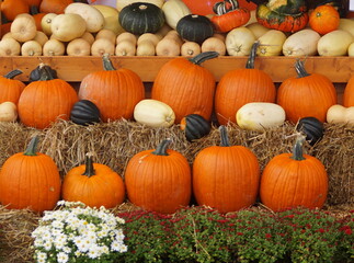 Full frame display of pumpkin ans all kinds of squash beautiful autumn photo