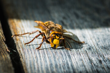 Close-up shot of big hornet that is held on a wooden plank in a strong wind. Selective focus. Shallow depth of field. Macro shot.
